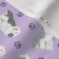 Tiny Old English Sheepdog - purple