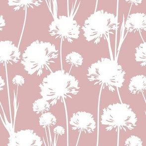 White airy dandelions on a pink background
