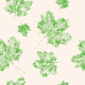 Maple green leaves