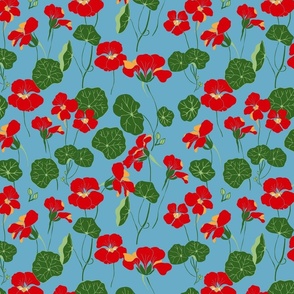 Nasturtium flowers on blue