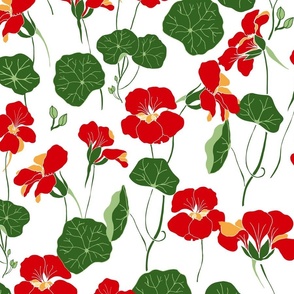 Nasturtium flowers on white background 