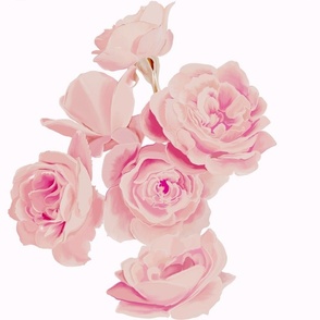 [Large] Light Pink Roses on Light Pink