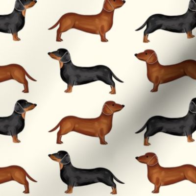 Dachshunds in Rows