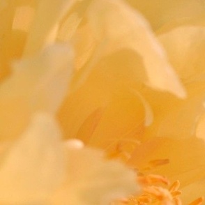 Full Bloom Peony - Orange and Yellow - Original Photography - Wide Half-Step Vertical Stripe - Organic Modern Botancial