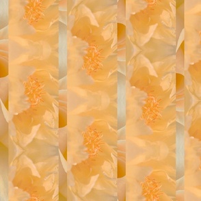 Creamsicle Floral Photography Stripes - Rose and Peony Flower Petal - Soothing Calm Orange and Pale Butter Yellow 