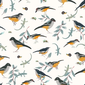 Southern boubou bird pattern