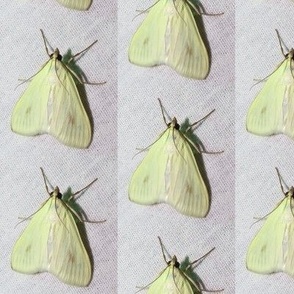 CK CARROT SEED MOTH ON WHITE FABRIC-HALF DROP