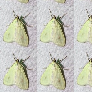 CK CARROT SEED MOTH ON WHITE FABRIC-BASIC