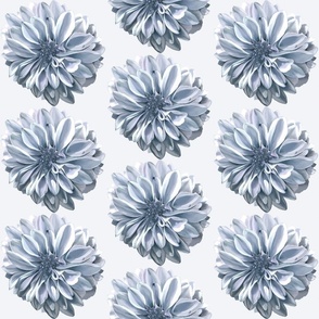 [Medium] Pure Dahlia Silver Blue on Eggshell