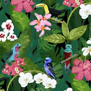 Costa Rica Jungle Birds