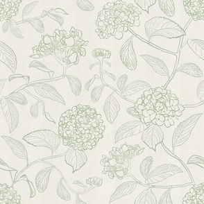 Medium scale sage green line drawing of trailing floral hydrangea for wallpaper