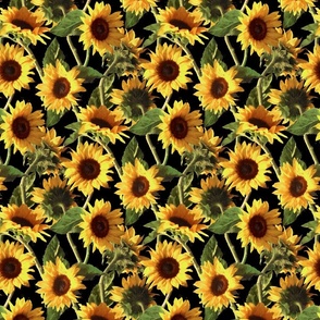 Sunflowers on Black Small Print