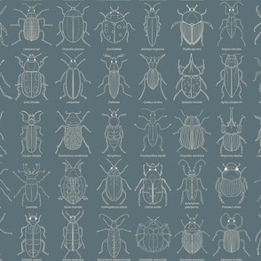 Beetle Science // Small Blue and Cream beetles with scientific names