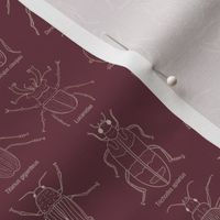 Beetle Science // Small Dark Plum and Cream hand drawn beetles and their scientific names for kids room, classroom