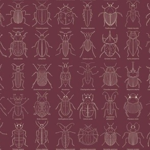 Beetle Science // Small Dark Plum and Cream hand drawn beetles and their scientific names for kids room, classroom