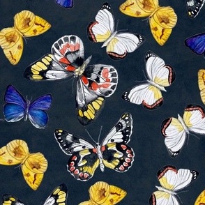 Hand painted museum butterflies on dark blue watercolour / 12"