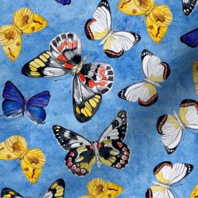 Hand painted museum butterflies on blue watercolour / 12"