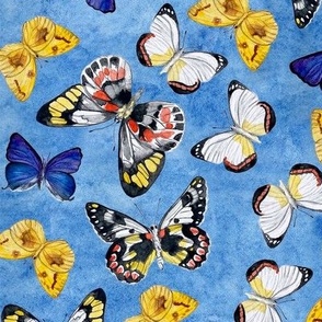 Hand painted museum butterflies on blue watercolour / 12"