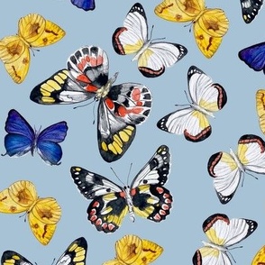 Hand painted museum butterflies on chalk blue / 12"