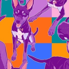 who's a good boy?! Australian kelpie dog // large scale checks - pink purple on brights