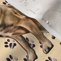 mastiff_with_pawprints