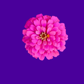 zinniafabriccorder