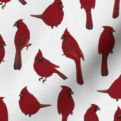 Hand Drawn Red Male Cardinal Birds