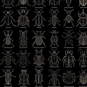 Beetle Science // Small Black and Cream beetles with their scientific names, kids room, schoolroom, classroom, bugs for education, homeschool, teacher,