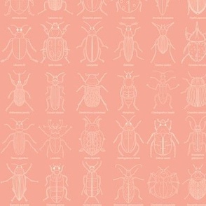Beetle Science // Small Peach and Cream hand drawn beetles with scientific names for schoolroom, kids room, classroom, teacher