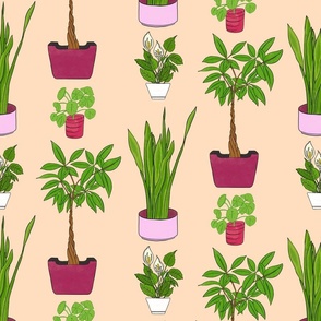 Popular potted house plants on peach background