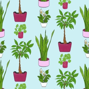 Popular leafy potted plants on a blue background