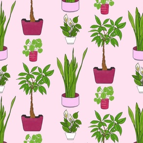 Popular houseplants on pink background