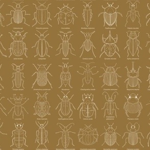Beetle Science // Small Golden Yellow and white hand drawn beetles with their scientific names for kids room, school room, class room, homeschool room