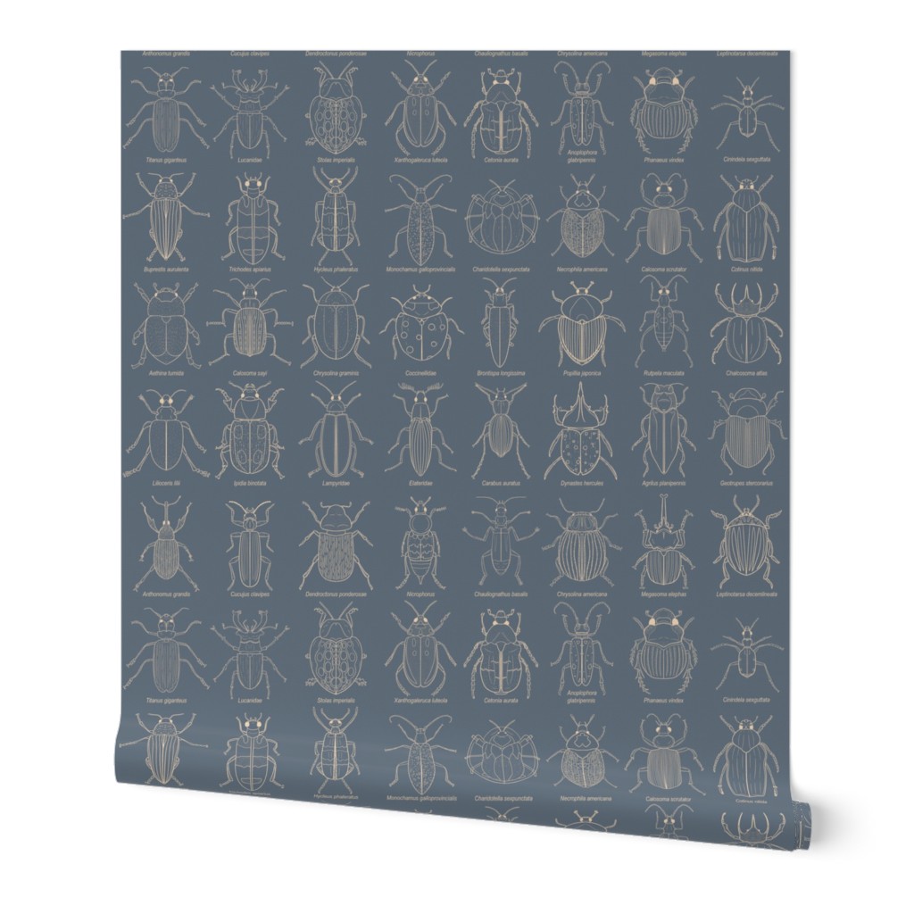 Beetle Science // Small Navy and white hand drawn beetles with their scientific names for school room, kids room, boys bedroom, kids bedding, homeschool room