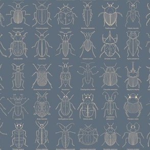 Beetle Science // Small Navy and white hand drawn beetles with their scientific names for school room, kids room, boys bedroom, kids bedding, homeschool room