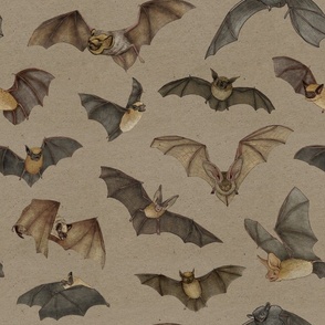 Bats of the Pacific Northwest