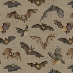 Small-Scale Bats of the Pacific Northwest