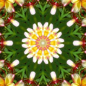 Plumeria Mandala Kaleidoscope Medallion Flower