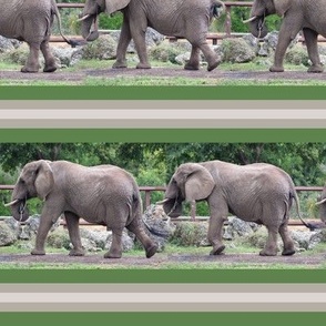 Elephant Walk Stripe