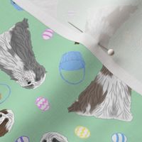 Tiny Bearded Collie - Easter