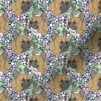 Small Floral Fawn French Bulldog portraits