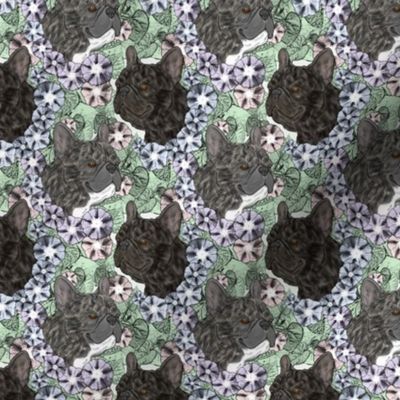 Small Floral Brindle French Bulldog portraits