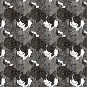 Brindle French Bulldog portrait pack