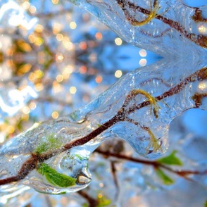 Apricity - Forsythia Frozen Spring