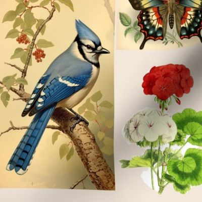 Blue jay, butterfly, geranium