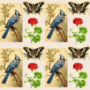 Blue jay, butterfly, geranium