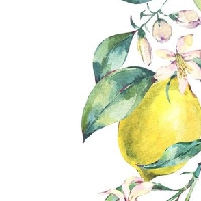 Botanical watercolor vintage lemons on white