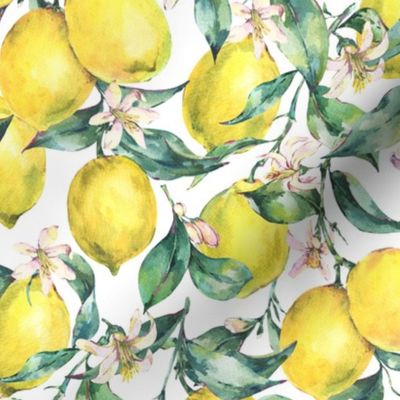 Botanical watercolor vintage lemons on white