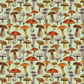 Mushrooms Naturalistic Illustration, Directional, Pastel Green Background,  Small  Scale