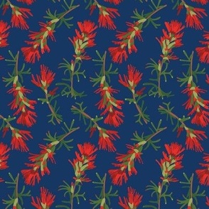 Indian Paint Brush on Blue